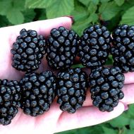 Саджанець Ожина Кеддо (Caddo) в контейнері